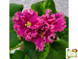 ЛФ-Дарья спорт со спонтанной пестролистностью