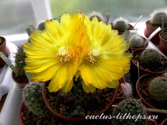 Parodia aureispina (microsperma) - 5 семян