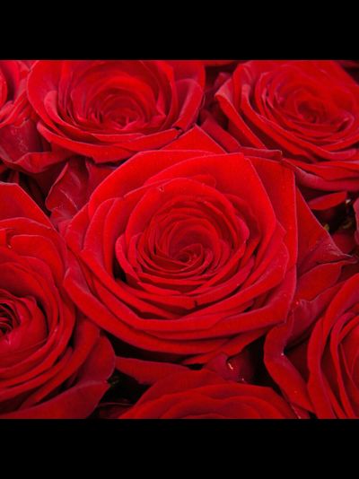 19 роз (цвет на выбор)