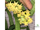 Hoya Platicaulis yellow flowers