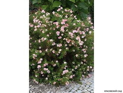 Лапчатка кустарниковая Пинк Виспер Купить Саженцы в Москве