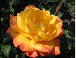 Золотой дракон , Ч/Г,