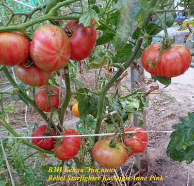 Томат Восставший Звездный Истребитель Кэйли Энн Пинк (Rebel Starfighter Kayleigh Anne Pink)