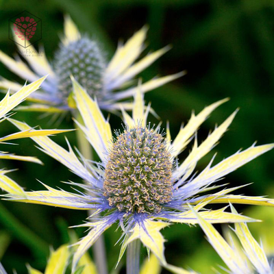 "Лист синеголовника " вайнеры и каттеры