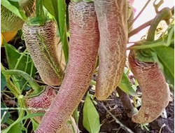 Перец острый Элефант (Elephant pepper)