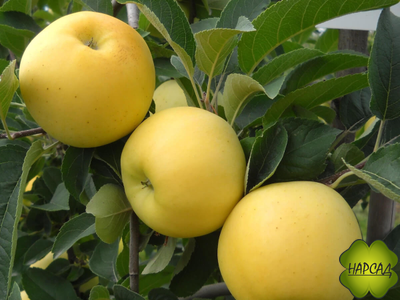 Яблоня "БРЯНСКОЕ ЗОЛОТИСТОЕ" Саженец 2,5 года (полукарлик)