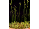 Drosera "Nidiformis"