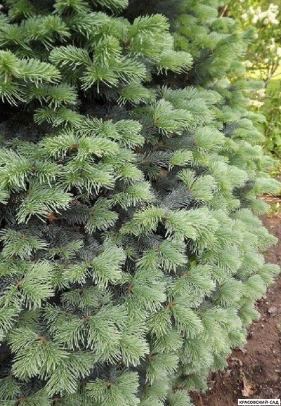 Пихта горная Аргентеа - фото хвои - красовский-сад.рф