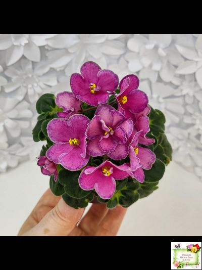 Ma&#039;s Melody Girl (O. Robinson) (гёрл-лист)