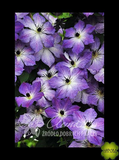 Клематис &quot;Cloudburst&quot; (Клаудберст) (3 группа обрезки)