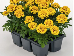 Бархатцы откл Супер Хироу Еллоу 4ШТ