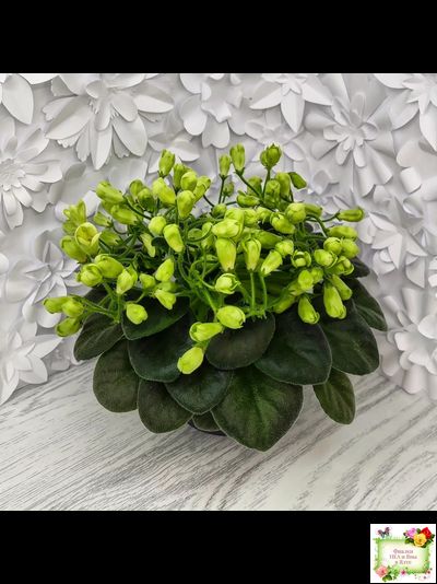 Emerald Bell (О.Барышева) 2016