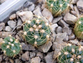 Gymnocalycium uruguayense v.roseiflorum VG-454 (d=10-15mm)