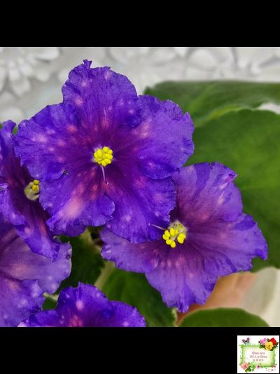 Nik-Сокровище Каравана (Н. Булко) 2022 г. (сортовой стартер)