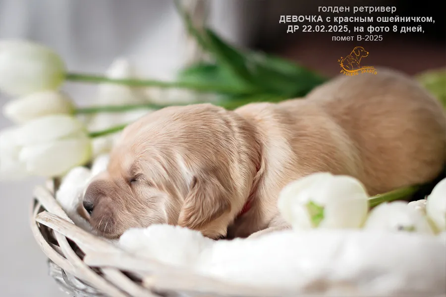 Девочка с КРАСНЫМ ошейничком, 8 дней