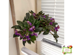 Senk's Azalea Trail (R.Follett/D.Senk) (9845) 01/30/2008 трейлер