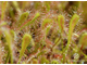 Drosera "Nidiformis"