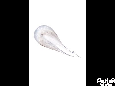 LIC Патчи жидкие для глаз Lic clear/Patches liquid for eyes clear, 15 мл