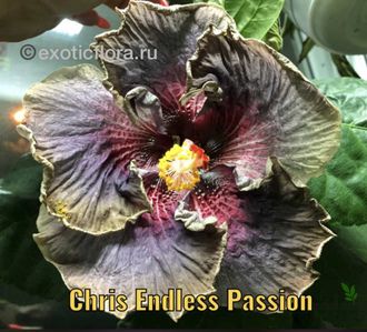 Гибискус Chris Endless Passion