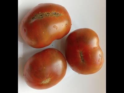 Томат Гном Пит Вайпер (Dwarf Pite Wiper, Гремучая змея)