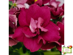 ВаТ-Супер Мама (Т.Валькова) 2020 г.