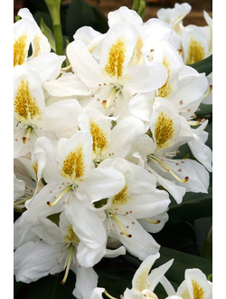Рододендрон Madame Masson