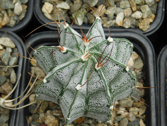 Astrophytum capricorne v.niveum (1252) - 10 семян