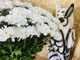 Хризантема Бокарди (ромашка ) белая 