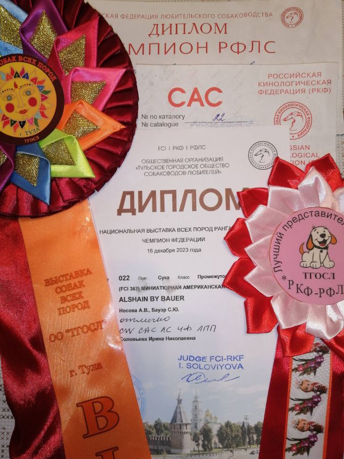 Награды Чемпиона