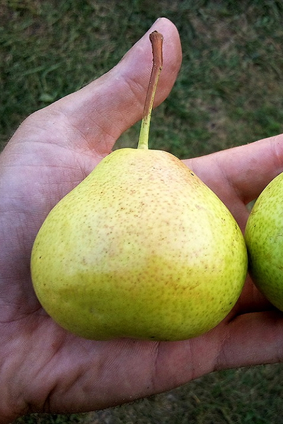 Груша  Бессемянка (ран.осен.)