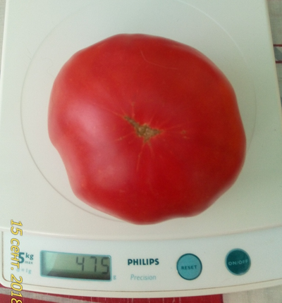 Томат Северюга (усл.)