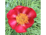 Paeonia tenuifolia «Звезда»
