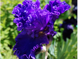 Ирис Highland  Lord