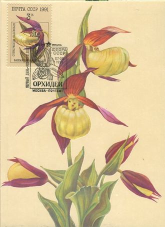 КМ. СССР. Орхидеи. Башмачок настоящий