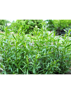 Эстрагон (Тархун)