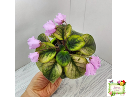 Dn-Рожева Конвалiя Gold (Д. Денисенко)