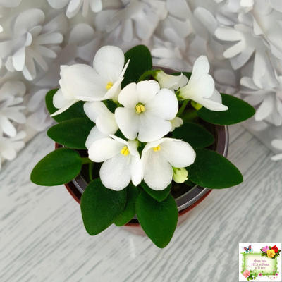 ЛЕ-Принцесса Лея (Е.Лебецкая) 2016 г.