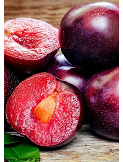 Шарафуга (гибрид абрикоса х сливы х персика)