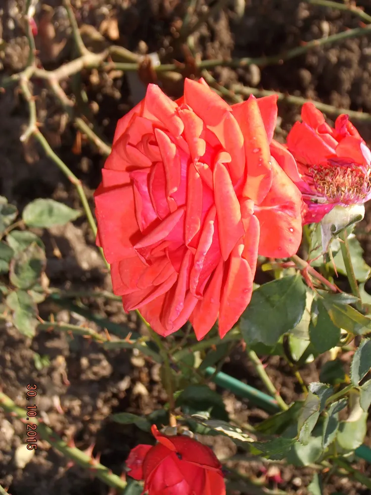 Огни Ялты (флорибунда). Селекция НБС