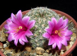 Mammillaria oliviae (яркий лиловый цветок) - 5 семян