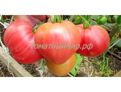 Томат Гордость Грайтмара (Grightmire's Pride) США