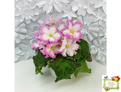 Nik-Обыкновенная Богиня (Н. Булко) 2023 г.