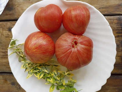 Томат Розовое сердце Пессака полосатое (Coeur Rose de Pessac Stripe )