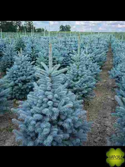 Ель колючая "СУПЕР БЛЮ" (саженец 40-50 см)