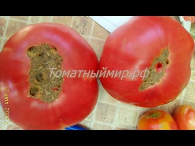 Томат Клеота розовая (Cleota Pink) США