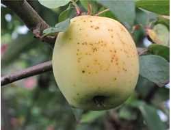 Аркад летний желтый (яблоня)