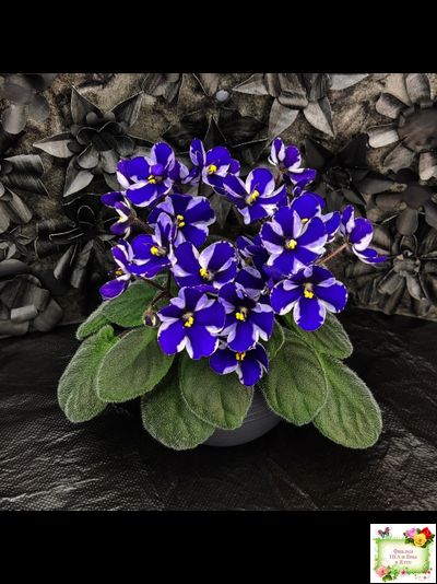 Concord (Horikoshi/Ozaki) (10/03/1992) химера (пасынок укоренённый)