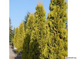 Туя западная Янтарь - Jantar