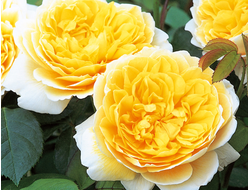 Шарлотта (Charlotte )