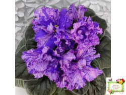 ВаТ-Инопланетянин (Т. Валькова) 2015 г. (стартер из цветоноса)